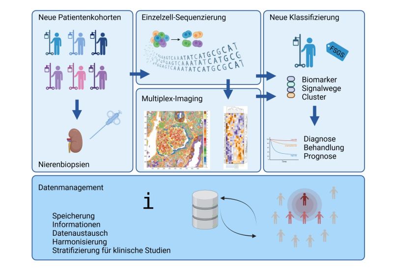 Graphical Abstract Entschlüsselung der humanen FSGS auf Einzelzellebene