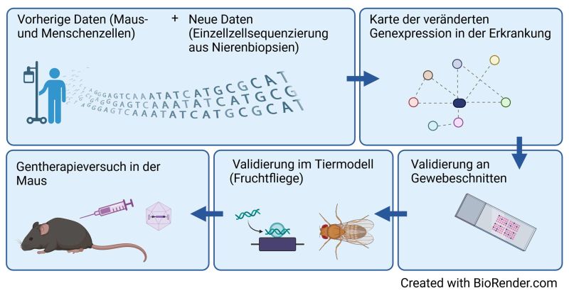 Graphical Abstract Erforschung von Signalwegen